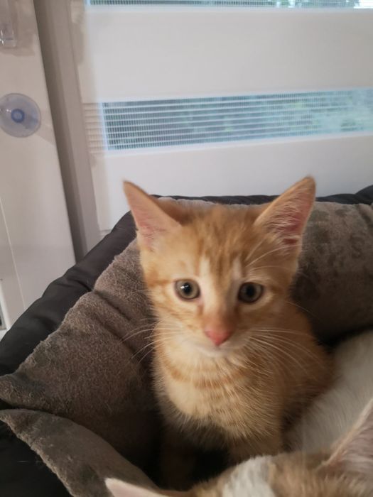 Котик в добрі руки
