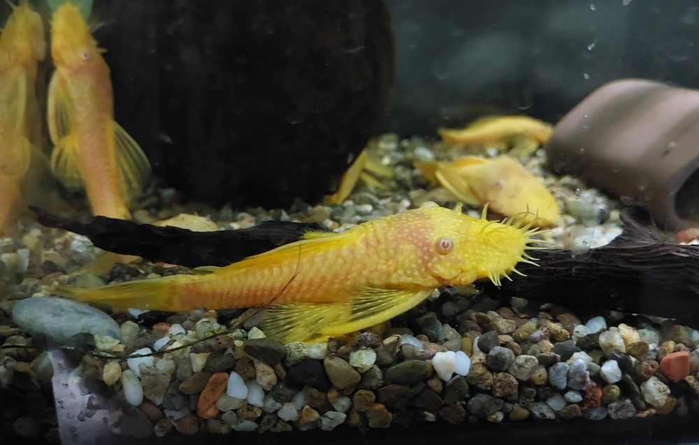 Ancistrus  sp. Gold albinos