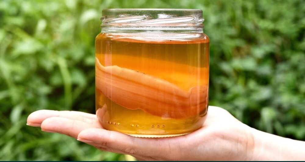 Kambucha grzybek herbaciany