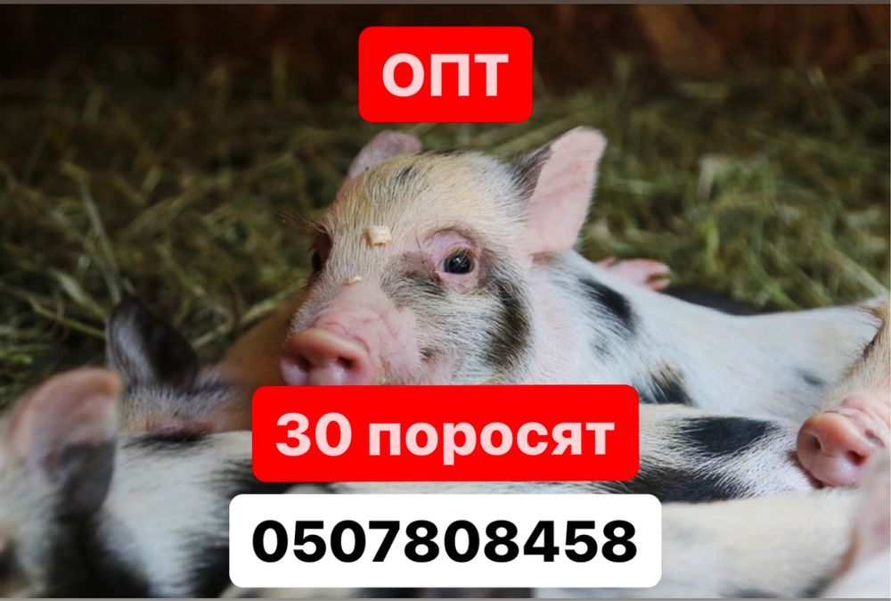 Поросята ПРОДАМ малих поросят 15-30 кг