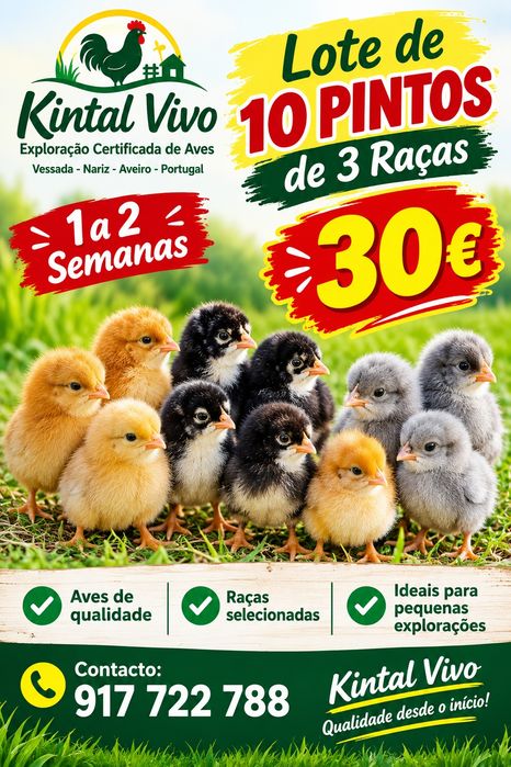 Lote 10 pintos de raça