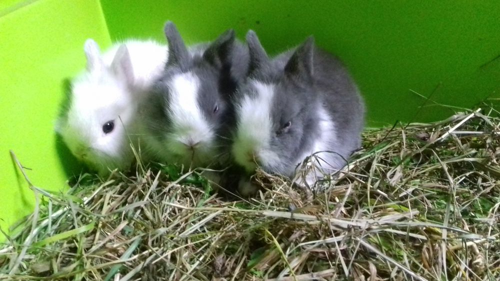 Króliki miniaturki karzełek Teddy