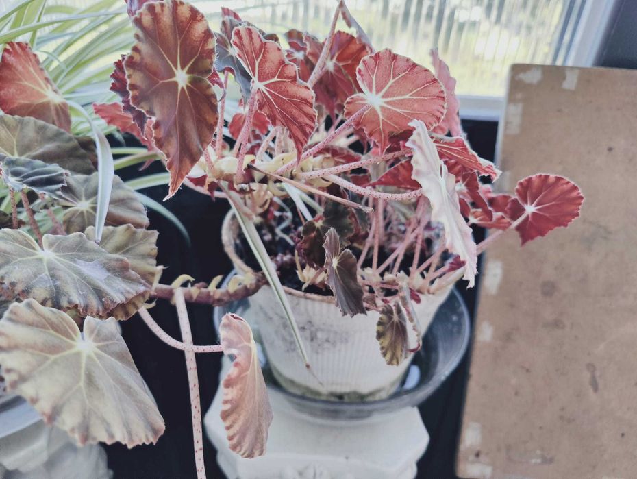 Mudas de Begónia Rex