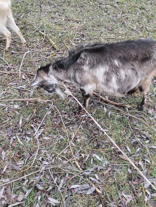 Продаю кіз та молочко