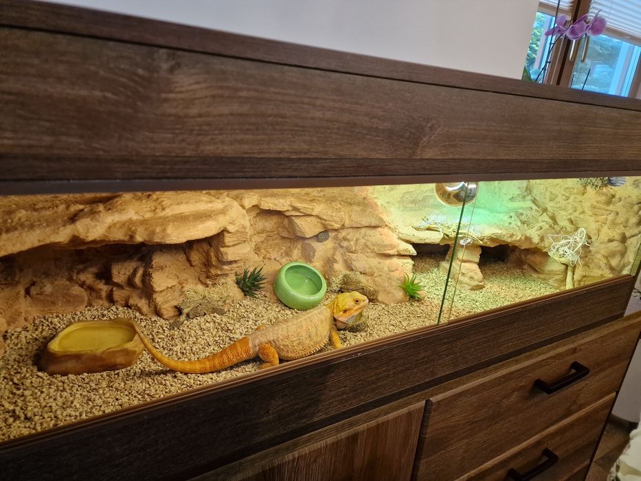 Terrarium pustynne, tropikalne. Żółw, jaszczurka.