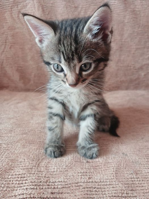 Кошенята у добрі руки