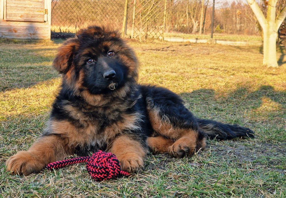 Owczarek Niemiecki Długowłosy Rezerwacja.