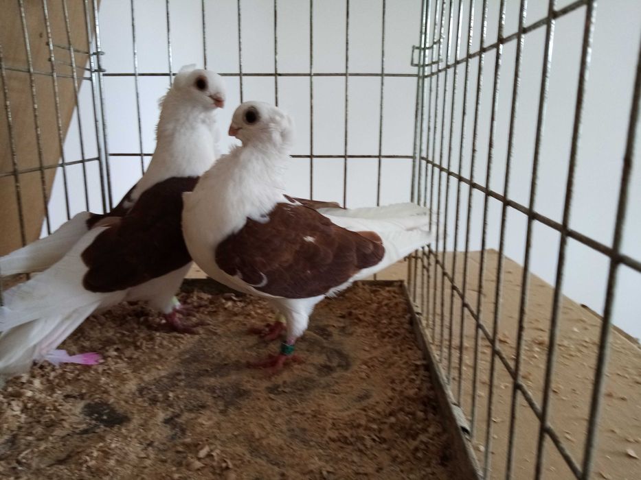 Mewka Mewki Czerwone Para