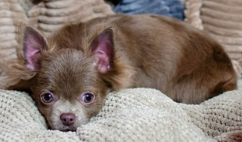 Лілова довгошерстна Candi