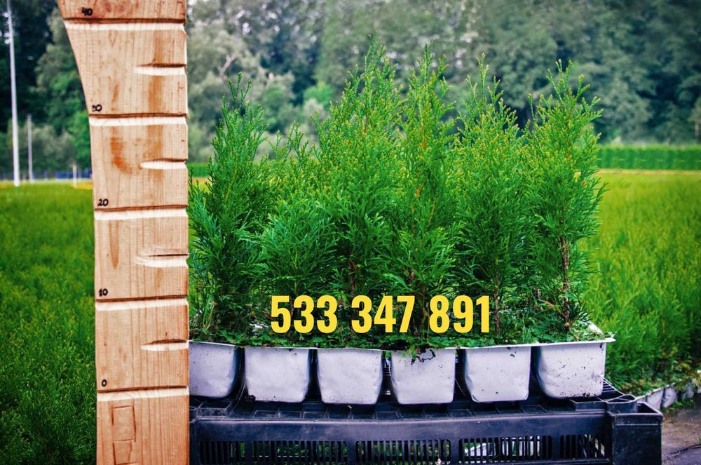 Tuja tuje Szmaragd i Brabant 30 - 60 cm DOSTAWA GRATIS