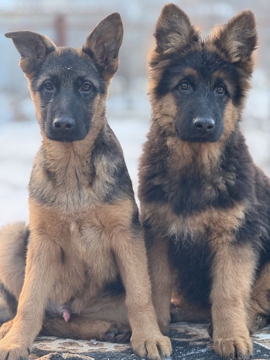 Щенки немецкой овчарки