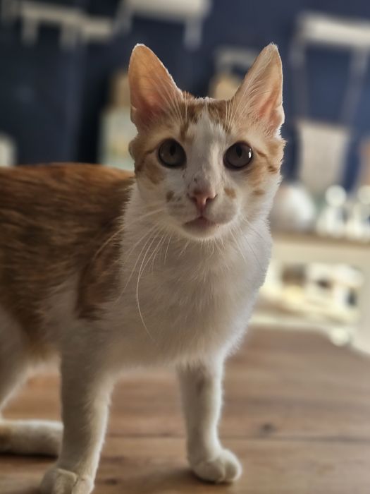 Rudzik do adopcji