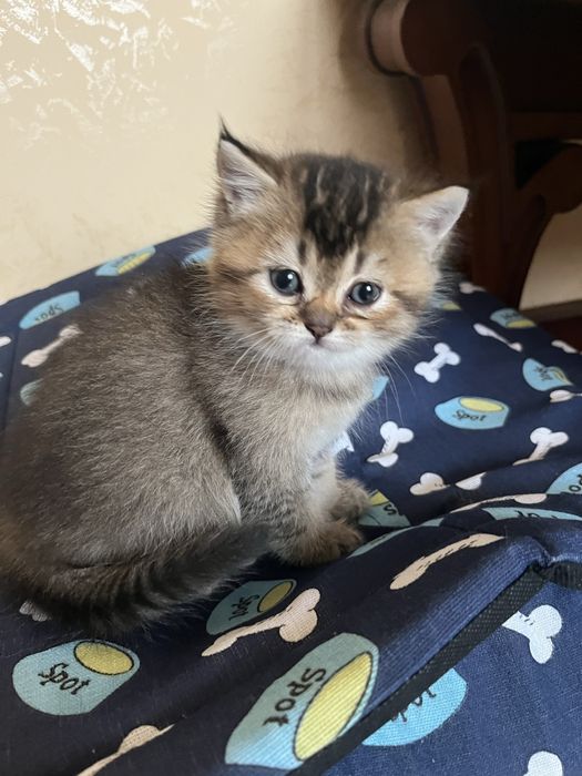 Шотландские котята