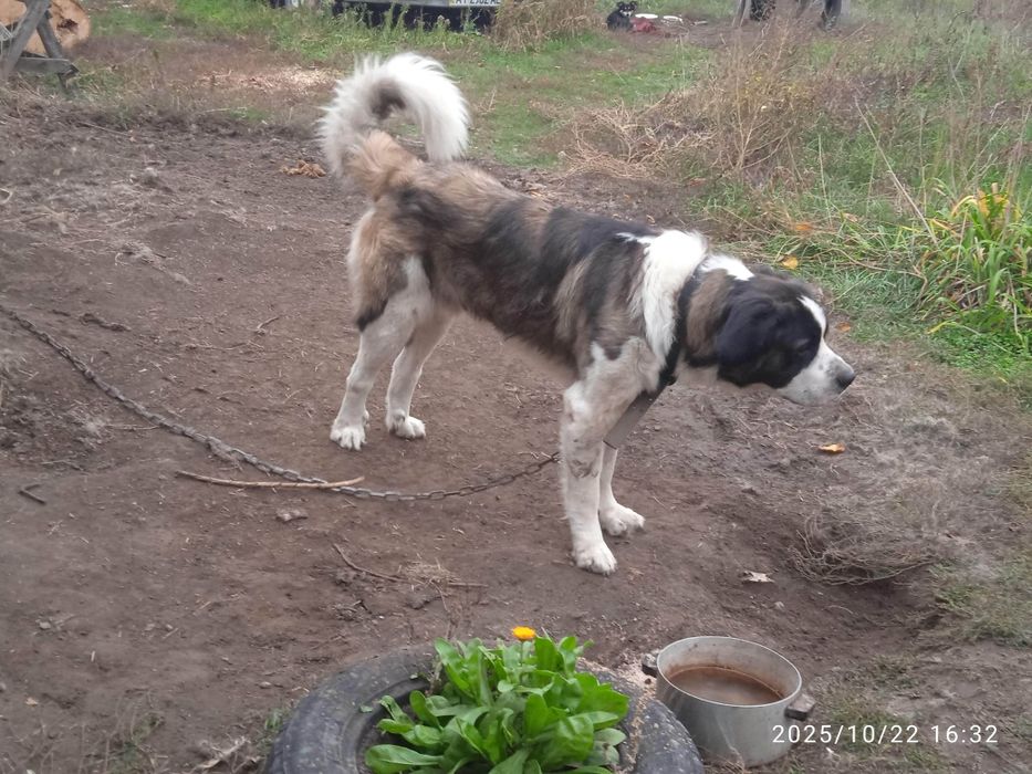 Ищем подругу для вязки