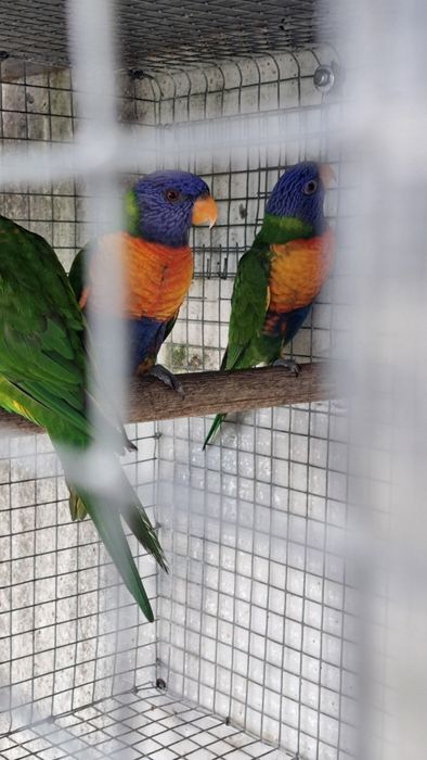 Ring necks e Loris