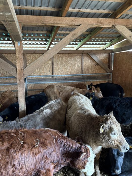 Jalowki odsady poleca