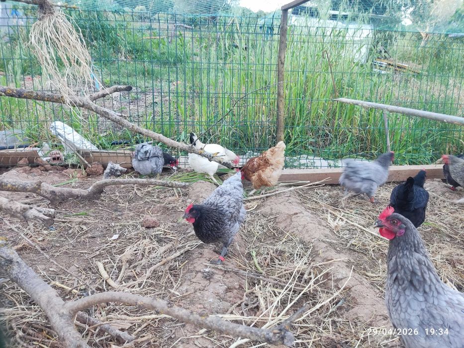 Ovos caseiros dos DIAS