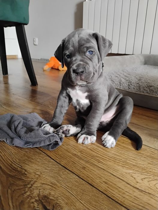 Cane Corso Zapowiedź miotu
