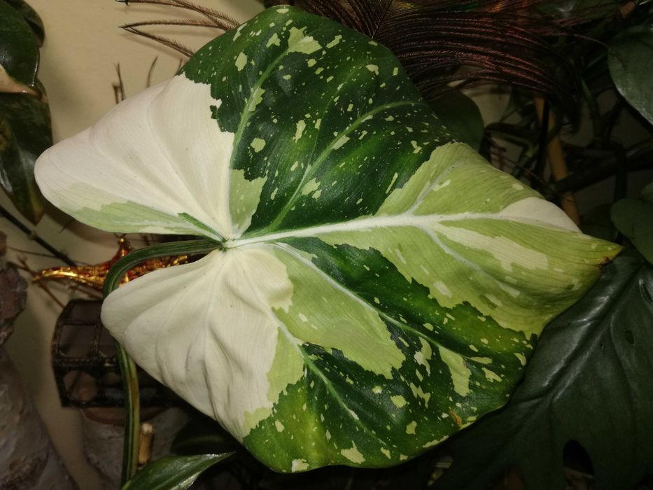 Philodendron Gloriosum TriColour Variegata  UNIKAT monstera filodendro