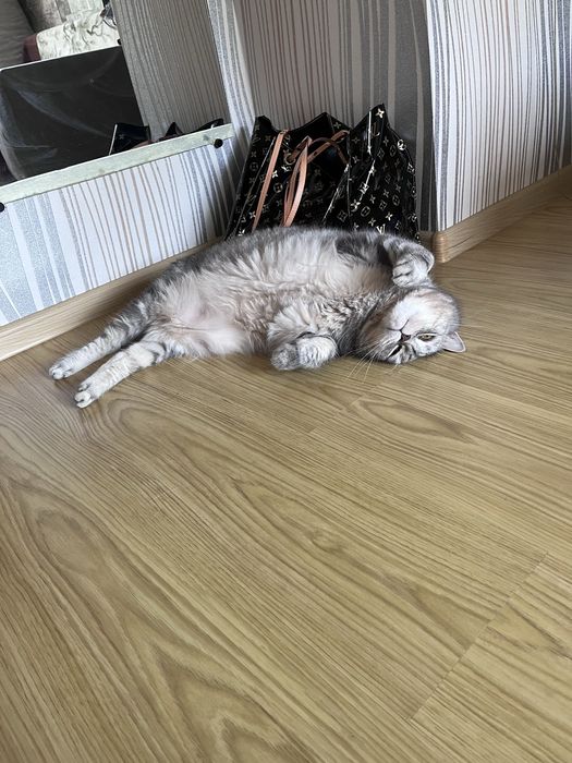 Віддам кота в добрі руки
