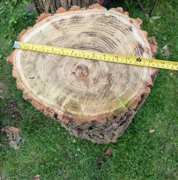 Pień akacja rubinowa 30x100