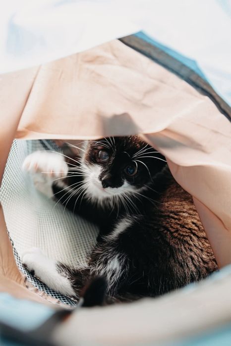 A kuku, tu niedowidzący Gutek!