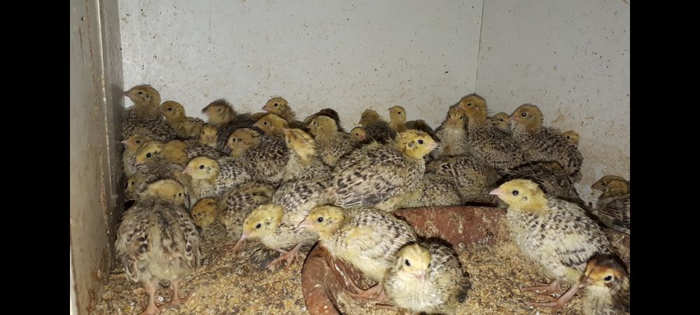 Ovos férteis e codornizes