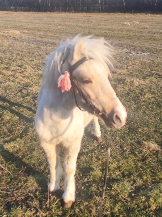 Kucyk szetlandzki ogierek