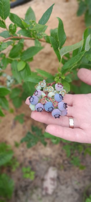 Лохина. Саджанці Лохини. Малина. Ожина