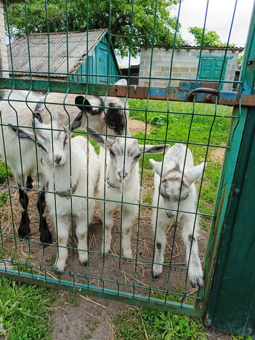 Продам козенят з під гарної кози