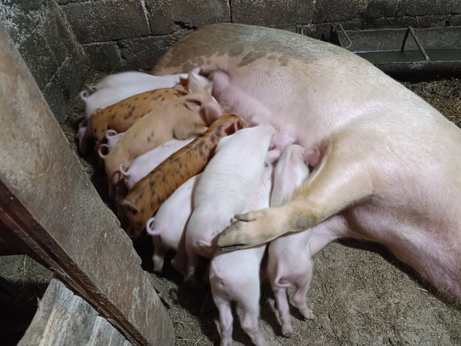 Продам поросята с Сусково