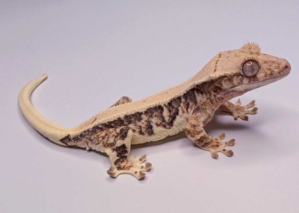 Gekon orzęsiony Lily White – 10 g, UNSEXED