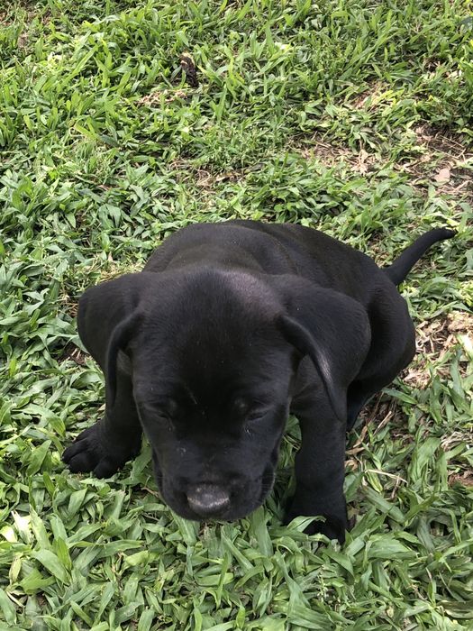 Cane corso. . . Pronto para entrega vacinada e fesparasitada.