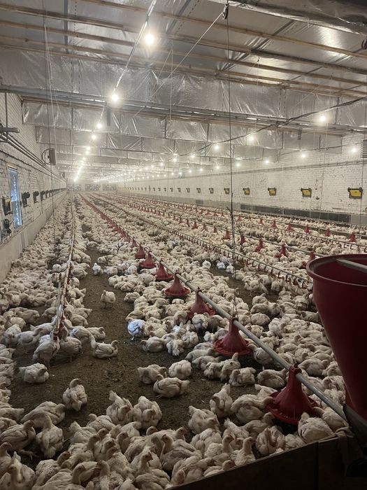 Приймаємо замовлення на бройлера