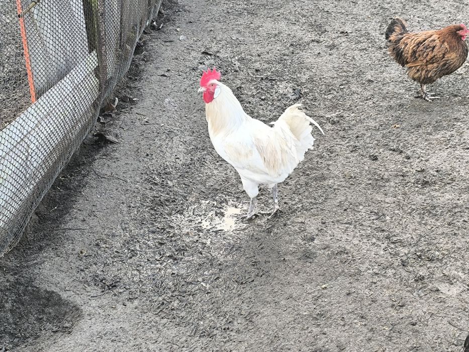 Sprzedam koguty młode