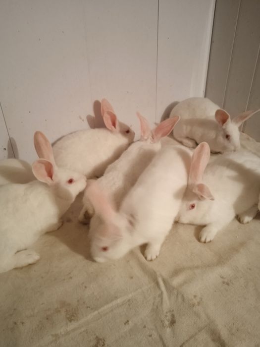 Кролики термунська біла