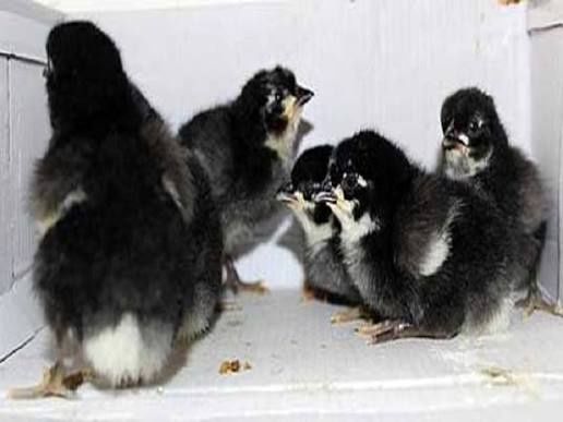 Курчата,качки,гуси,індики