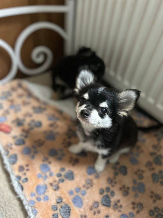 Chihuahua długowłosy chłopiec FCI / ZKwP