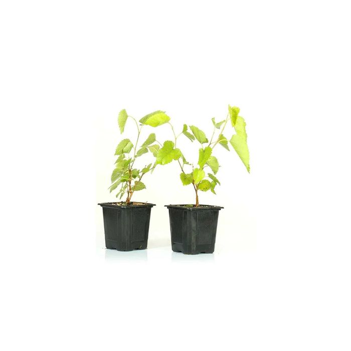 amoreira plantas novas