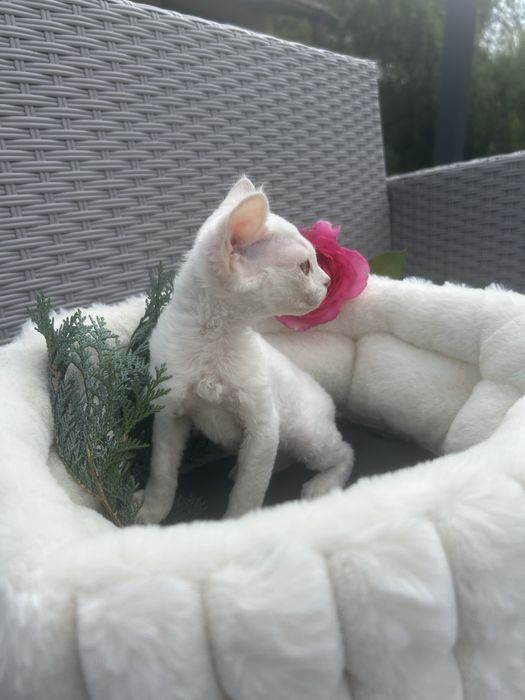 Slodki kocurek Devon Rex