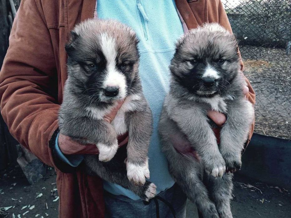 Продам цуценят Алабая