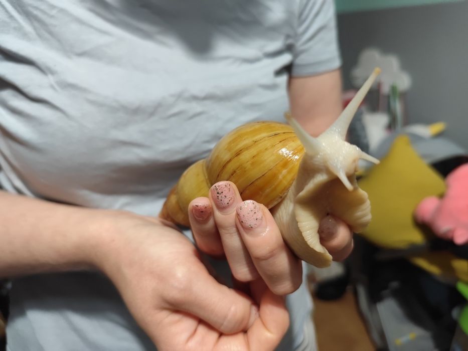 Oddam młode ślimaki afrykańskie  lissachatina fulica rodatzi  albino