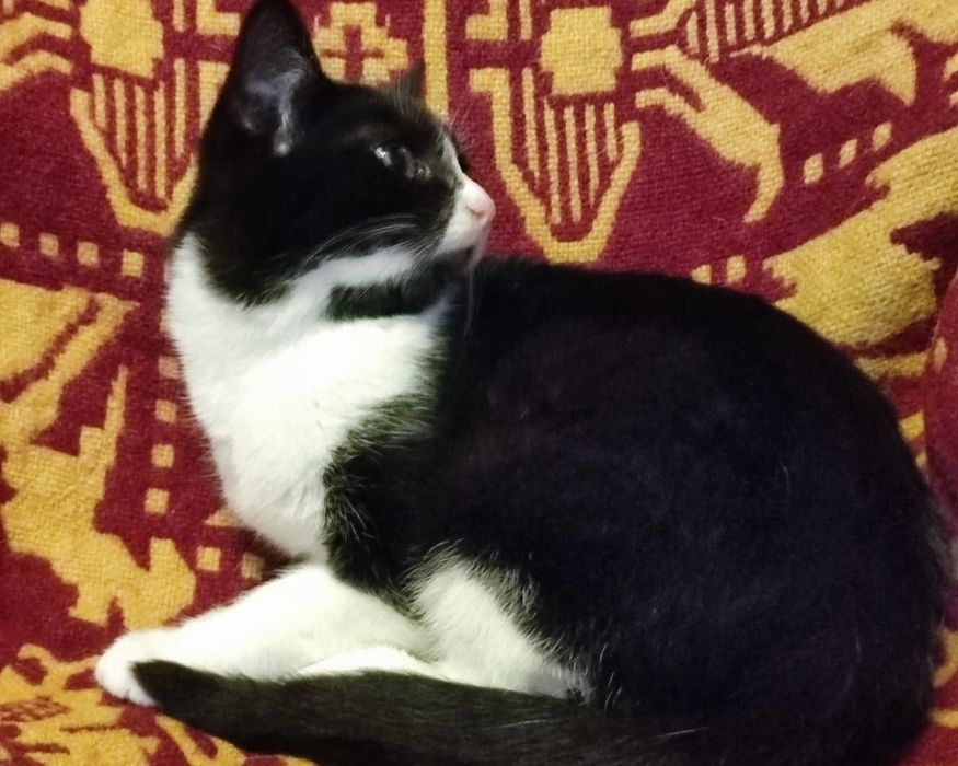 Oddam w dobre ręce dwie kotki i jeden kot