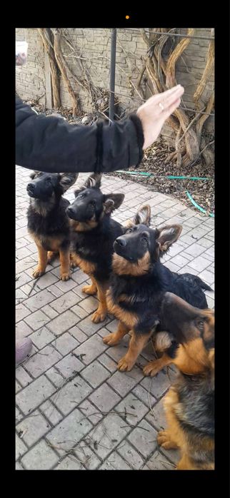 Продам цуценят німецької вівчарки