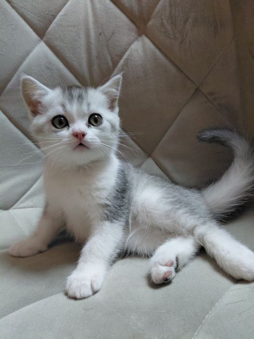 Шотландські кошенята