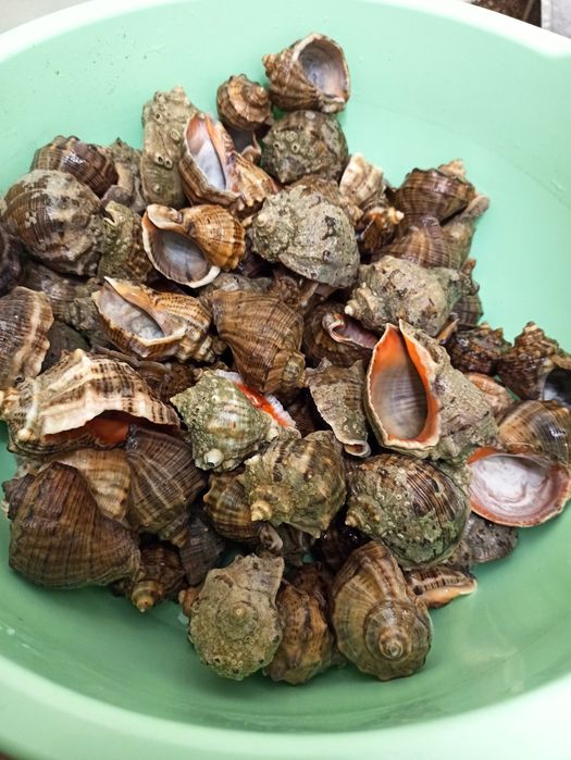 Мушлі з  моря, рапан