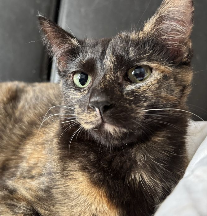 Kotka jawajska dla alergika, kotka do felinoterapii kraina łagodności