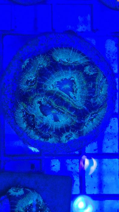 Acanthastrea Bowerbanki