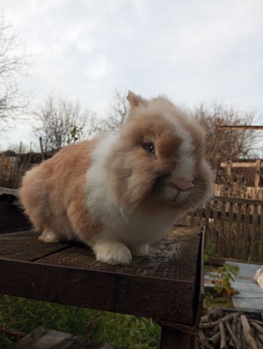 Декоративний кролик