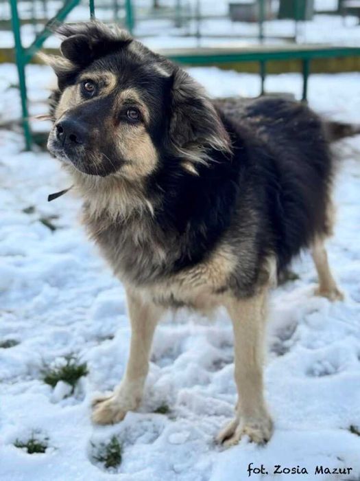 Bercik - duży i pocieszny kudłacz szuka nowego domu z ogrodem 362/25